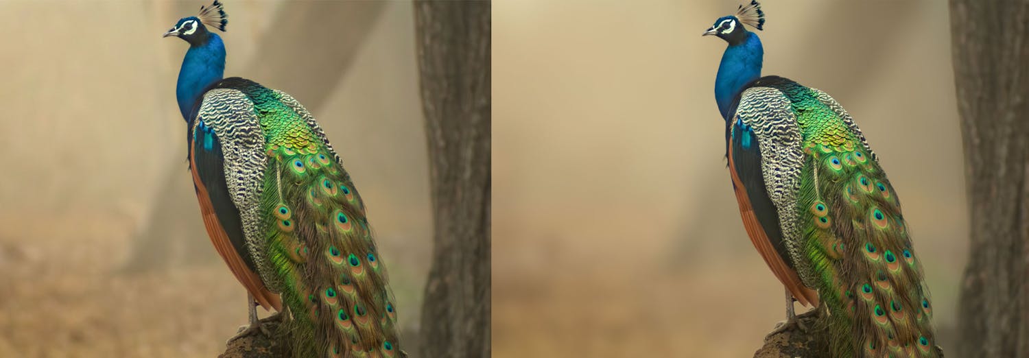 Lens Blur i Lightroom Classic. Med AI skabes en flot sløring af baggrunden, så det ser ud som om billedet er skudt med et dyrt objektiv.